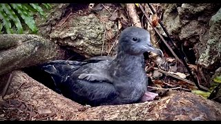 Wedgetailed shearwater entering cavity [upl. by Haye]