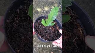 Growing Kalanchoe plants from leaves [upl. by Cooke]