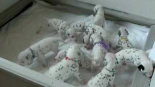 Dalmatian Puppies Eleven of Them 90 shy of 101 Dalmatians [upl. by Atis630]