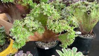 AEONIUM KOREAN SUCCULENTS FOR SALE  CALL ATHUY 669 285 9125  122123 MERRY CHRISTMAS [upl. by Anirbac275]