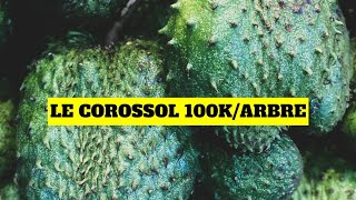 Le corossol peut générer 100 000FCFA arbre par an [upl. by Herahab131]