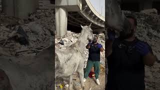 save the horses waiting to starve in the landfill  horse animalrescue lovehorses love help [upl. by Newcomb]