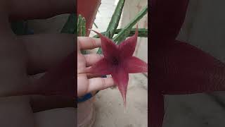 Stapelia gigantea 💝 subscribe channel👍 [upl. by Thais]