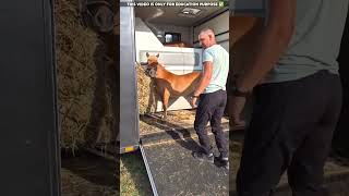 Horse ride in Van😮viralvideo shortvideo [upl. by Revlys]