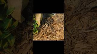 Canebrake Rattlesnake Slow Motion Strike [upl. by Adalai]