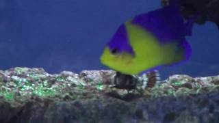 Marine Angelfish Tank 2010 [upl. by Merri741]