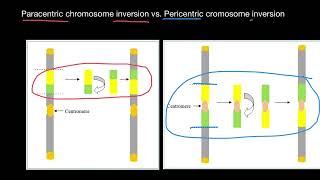 Inversion Mutations Paracentric vs Pericentric [upl. by Akkinahs875]