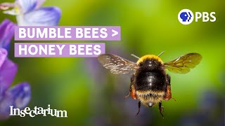 Why Bumble Bees Are the Fuzzy Heroes We Need [upl. by Rema]