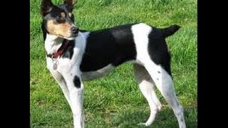 Rat Terrier Dog Training  Free Course to Train your Rat Terrier Dog Today [upl. by Nerrawed296]