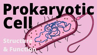 Structure and Function of a Prokaryotic Cell Bacteria [upl. by Culver]