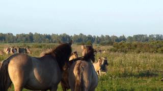 Vroege Vogels  Konik hengst [upl. by Tiras]