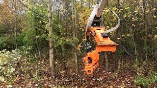 Woodcracker CS CRANE in a stand of small poplars [upl. by Elleinnod157]