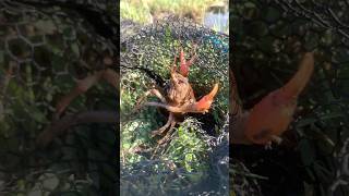 Roadside Crawfish Catch amp Cook bass fishing shortsvideo explore trending shorts fyp [upl. by Ahseela]