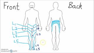 Anatomy  Dermatomes of the Lower Extremity [upl. by Ralli]