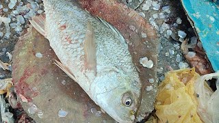 ghesar grouper hamour fish dhothar javelin grunter fish information and cutting video [upl. by Anilecram]