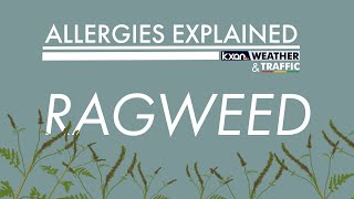 Allergies Explained  Ragweed [upl. by Alverson]