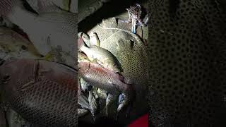 Brackish water species fishing bicol fish [upl. by Aissyla]