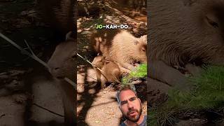 Jokahdo🥋 capybara animals facts  Filter The Crystal Method  Trip Like I Do [upl. by Ruford]