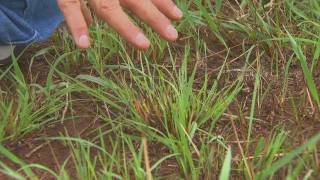 Prescribed Burning for Pasture Management [upl. by Ateekahs]