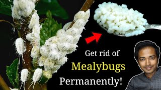 How to Easily get rid of Mealybugs permanently  Mealybugs treatment on Hibiscus [upl. by Naujid729]