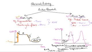 Electrical activity of heart part 1 [upl. by Valdemar]