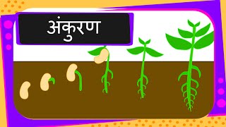 Science  Germination Of Seed  Hindi [upl. by Mera]