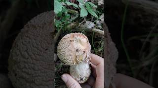 AMANITA RUBESCENS amanita youtubeshorts mushroom campo rubescens [upl. by Ezaria]