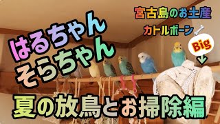 夏の放鳥とお掃除とコブシメのデッカいカトルボーンあげてみた！ [upl. by Dibbrun]