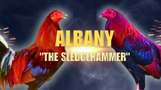 ALBANY GAMEFOWL BLOODLINE Fighting Style and History [upl. by Valenta]