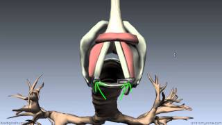 Larynx  Ligaments Membranes Vocal Cords  3D Anatomy Tutorial [upl. by Booze424]