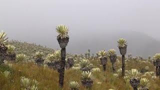 Importancia de los Páramos para la Conservación del Agua  TvAgro por Juan Gonzalo Angel [upl. by Loseff853]