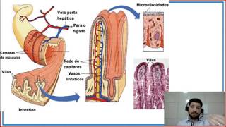 Fisiologia da digestão dos animais ruminantes II [upl. by Honorine376]