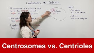 Centrosomes vs Centrioles [upl. by Anila]