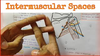 Intermuscular Spaces  Subscapular Spaces [upl. by Assil]