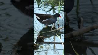 Common Moorhen [upl. by Assilanna]