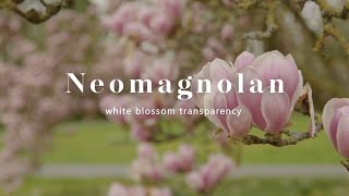 Neomagnolan  white blossom transparency [upl. by Ameline]