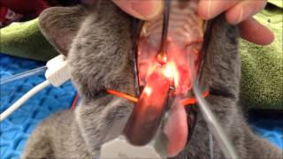 Feline Nasopharyngeal Stenosis Dilation [upl. by Attenaej347]