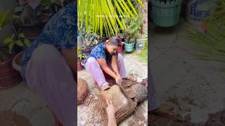 China Palm tree ke root trimming👍🏼👍🏼 [upl. by Ahsiemat]