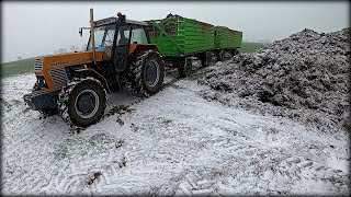 Niedźwiedź Polarny  Śnieg Przerywa Wywóz Obornika [upl. by Birkle]