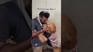 Benji meeting dad after 1 week ❤️🤗 doglover puppy goldenretreiver [upl. by Tollman180]