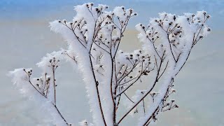 Hoar Frost [upl. by Killarney985]