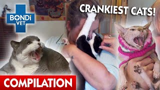 Crankiest Cats  😾  Bondi Vet Compilation  Bondi Vet [upl. by Groveman]