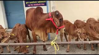 Embryo Transfer Born Sahiwal Calves  ULDB [upl. by Agate]