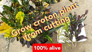 tips how to propagate croton plant from cutting  croton plant stem cutting propagation [upl. by Gordan980]