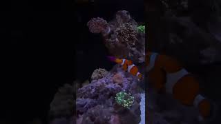 Aquarium Wonderland Clownfish Corals and Colorful Marine Life [upl. by Chev429]