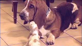 Basset Hound Babies Meet Daddy Way Too Cute [upl. by Klaus]