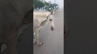 Horse Ride 🙉🙉 hobbledown Hounslow shorts viralshorts ytshorts fyp themepark amusementpark [upl. by Rab]