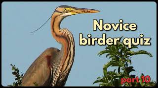 NOVICE BIRDER QUIZ  part 10 [upl. by Ramsa]