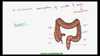 FSc Biology Book1 CH 12 LEC 15 Human Digestive System Absorption in Large Intestine [upl. by Korb]