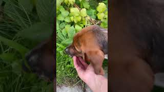 Neighborhood adventures Ba bassethound alaskan puppy walking raspberry fruit wild [upl. by Yauqram]